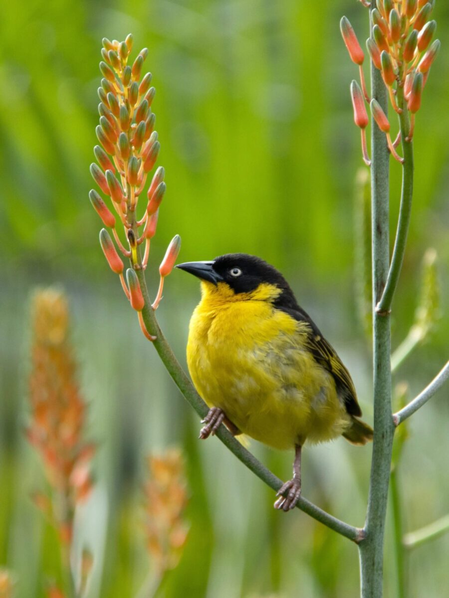Birding in Kenya