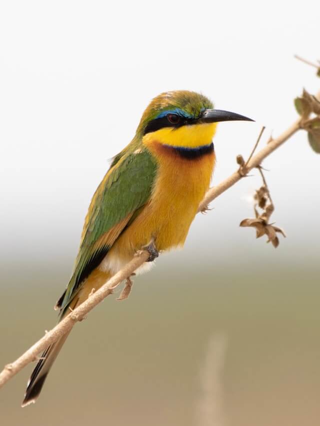 Little Bee Eater