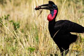 Abyssinian Ground Hornbill, Uganda