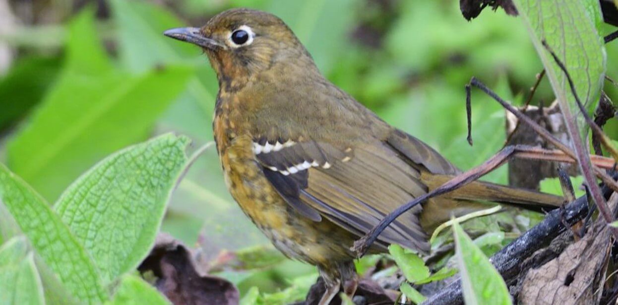 Abyssinian Ground Thrush, Uganda