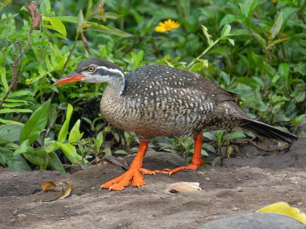 African Finfoot, Tanzania