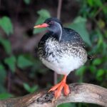 African Finfoot Uganda