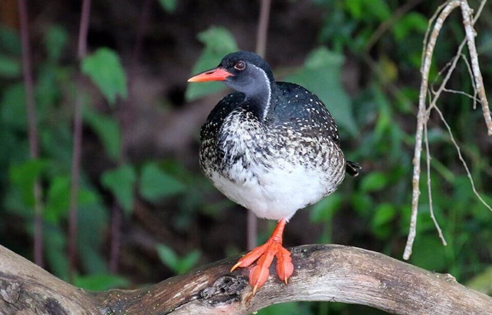 African Finfoot Uganda