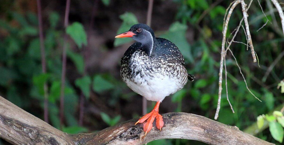 African Finfoot Uganda