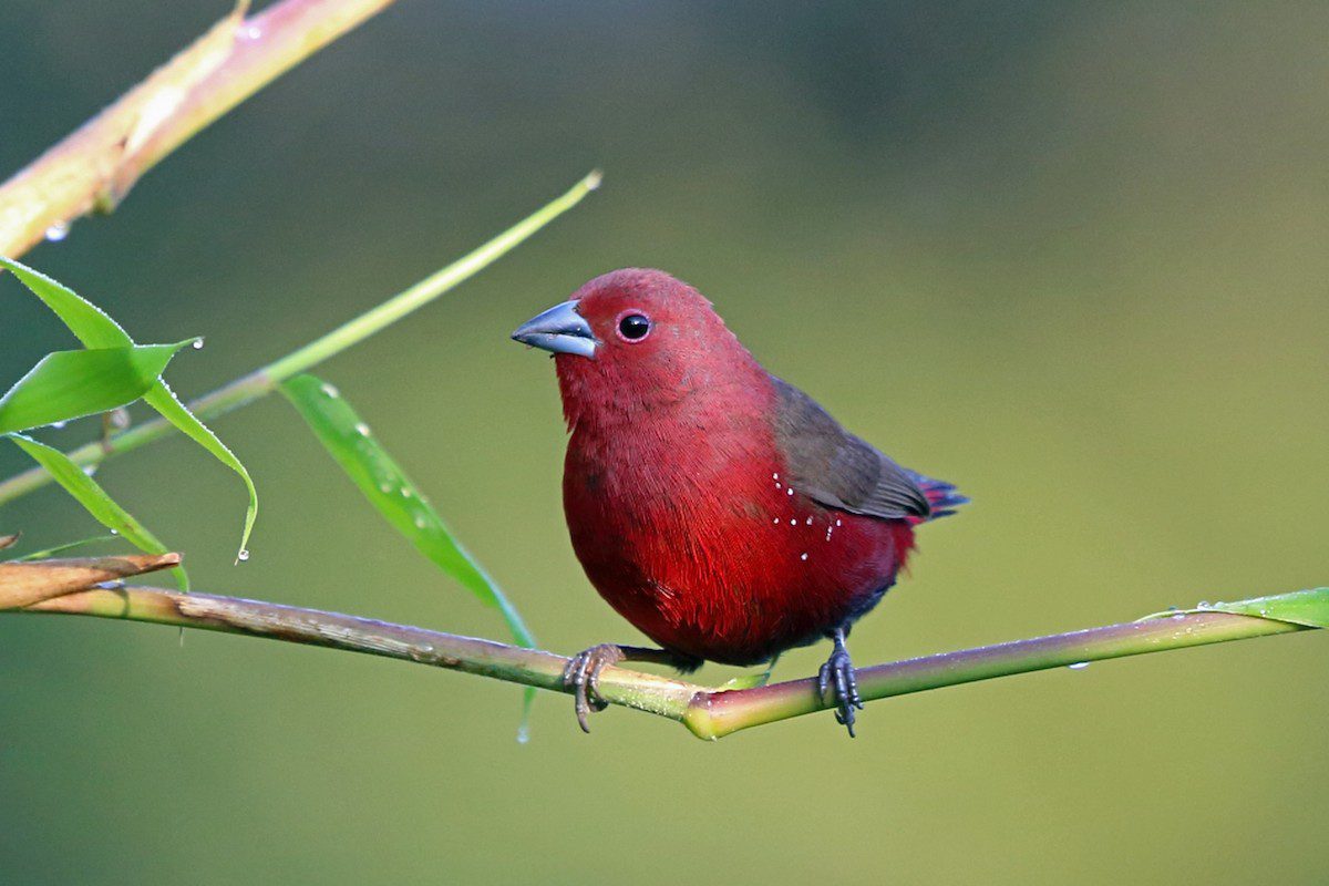 African Firefinch bird Lake Nakuru