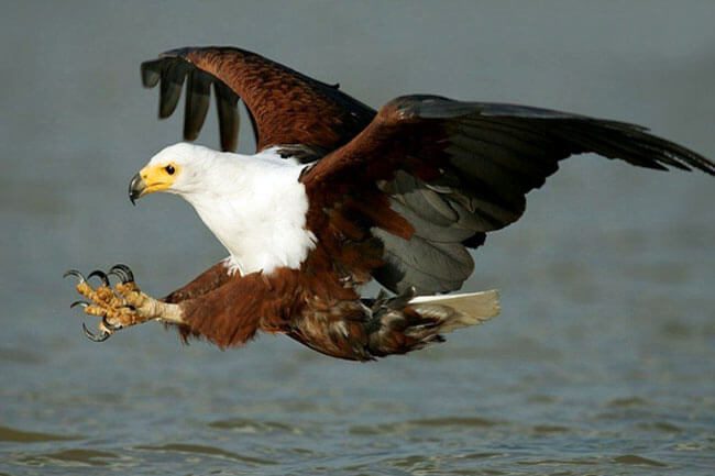 African Fish Eagle, Kenya