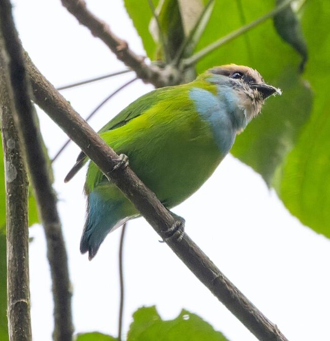 African Green Broadbill Uganda