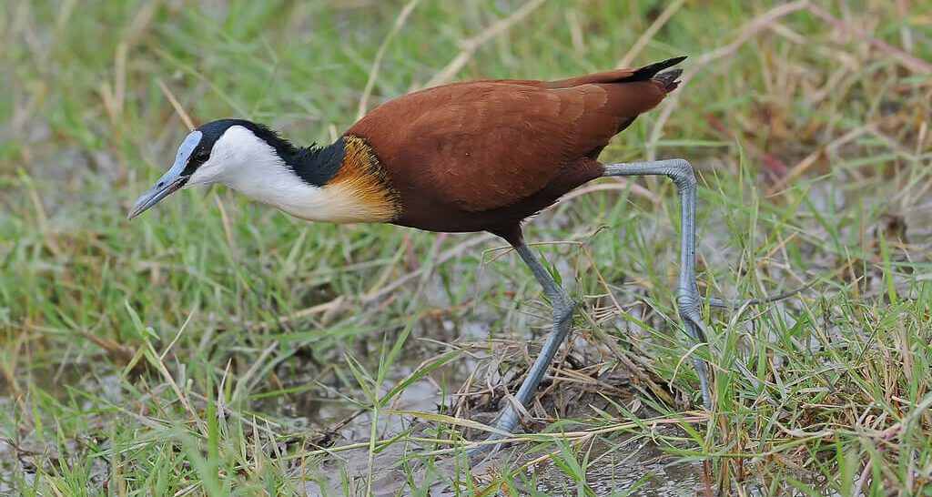 African Jacana, Kenya