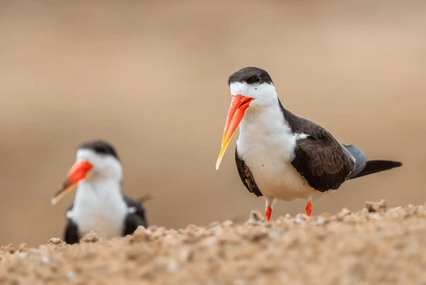 African Skimmer Uganda