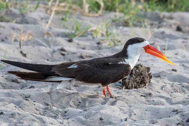 African Skimmer, Uganda