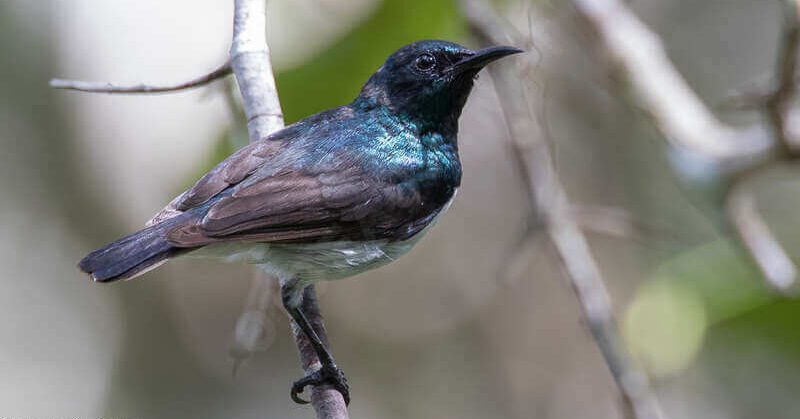 Amani Sunbird