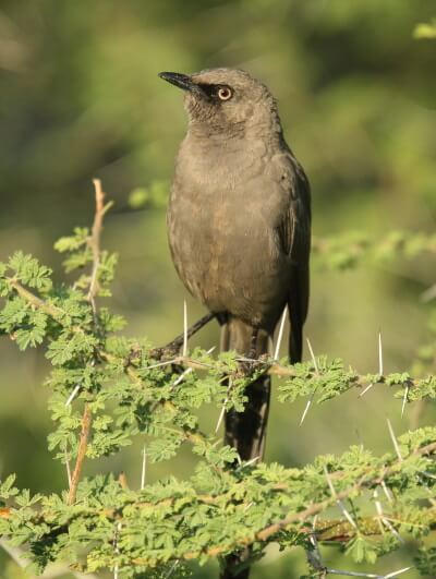Ashy Starling