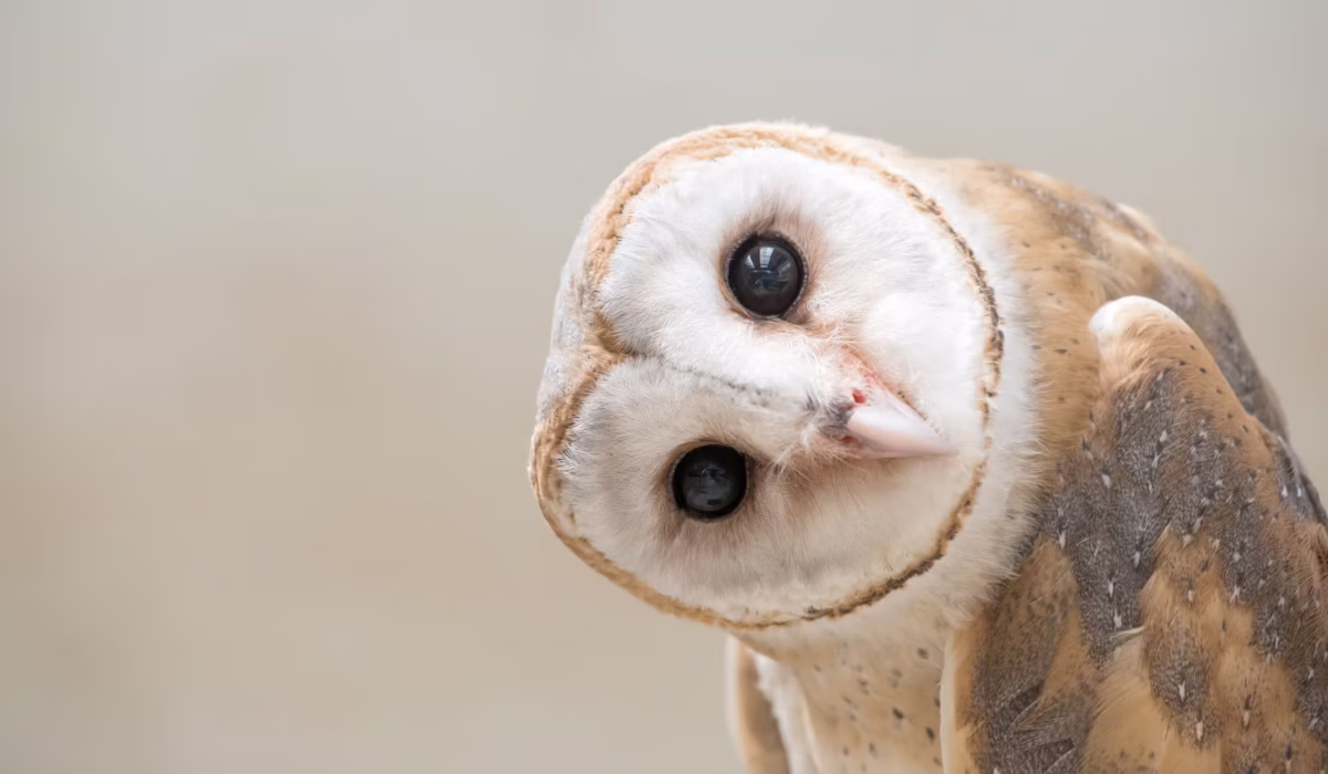 Barn Owl Tanzania