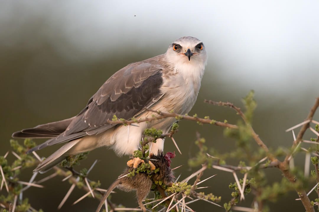 Black-shouldered Kite Tanzania