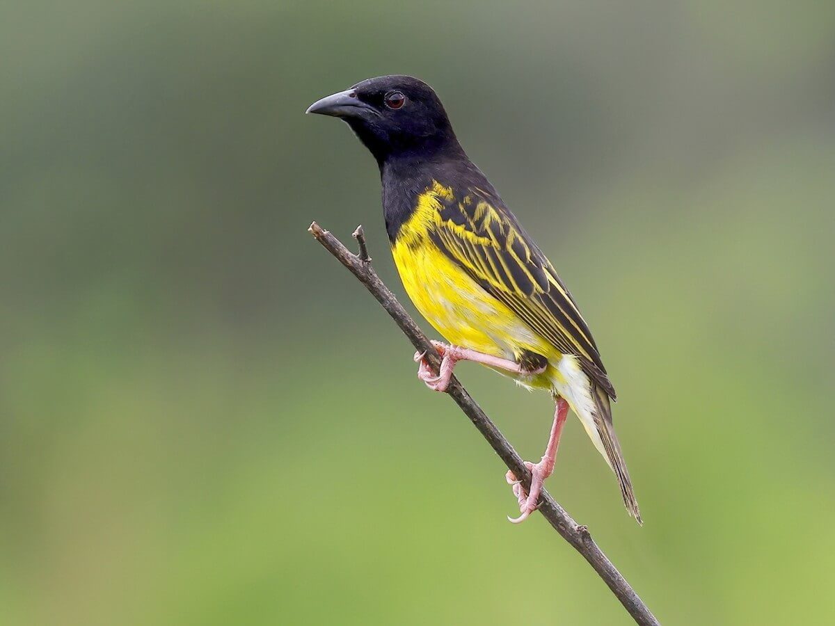 Clarke's Weaver, Kenya
