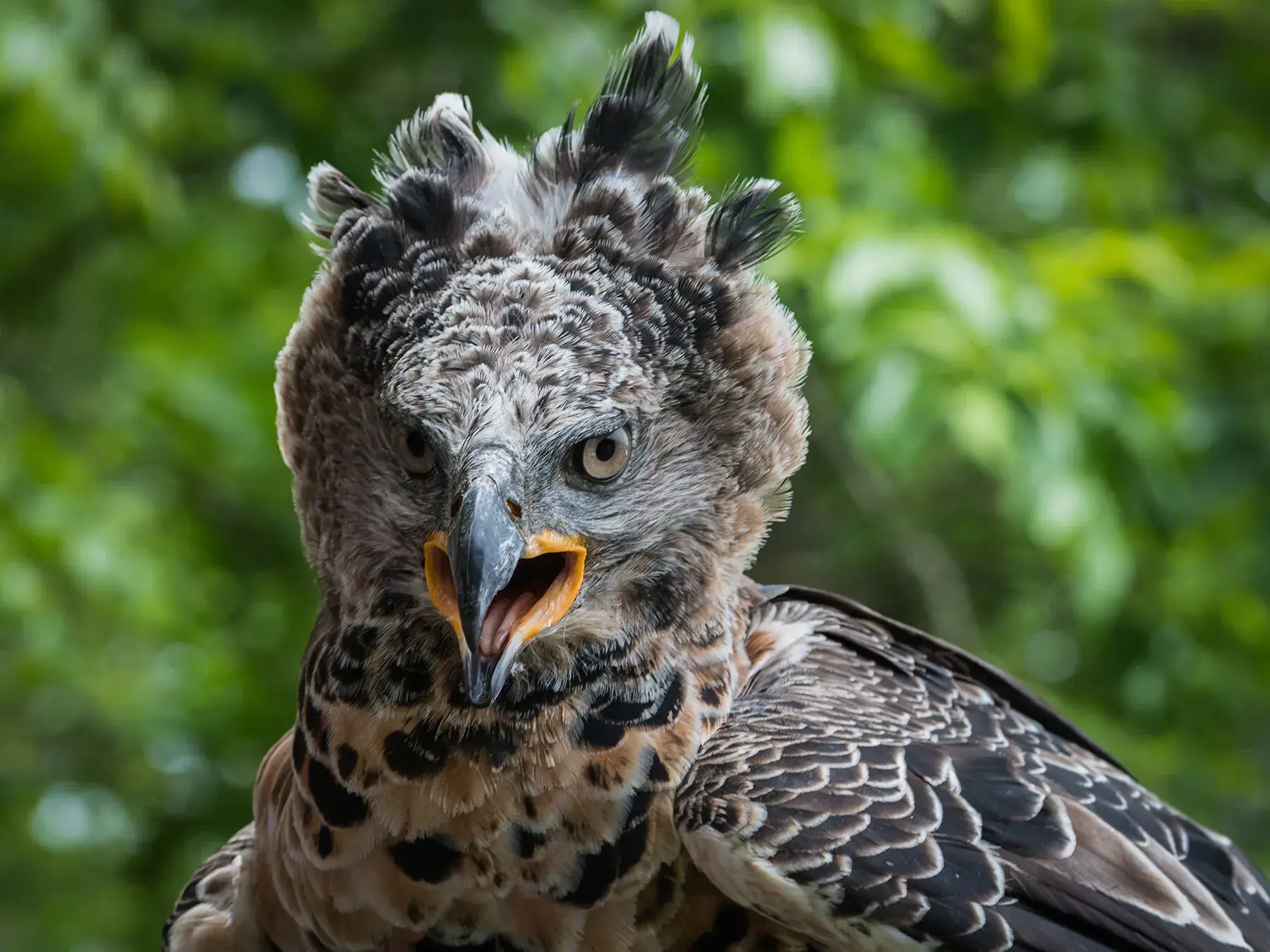 Crowned Eagle, Kenya