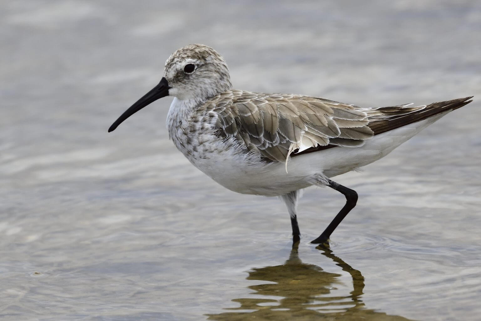 Curlew Sandpiper, Kenya