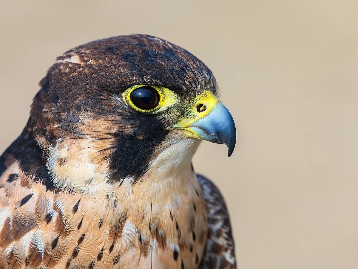 Eleonora's Falcon, Kenya