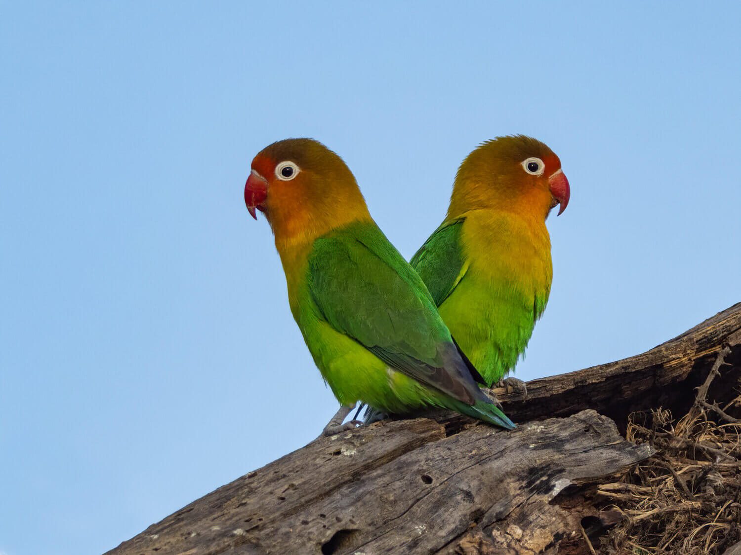 Fischer's Lovebird, Tanzania