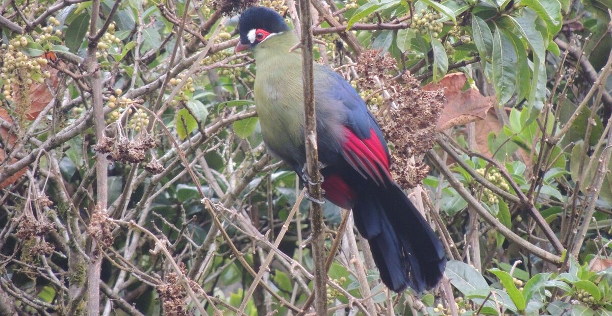 Fischer's Turaco.
