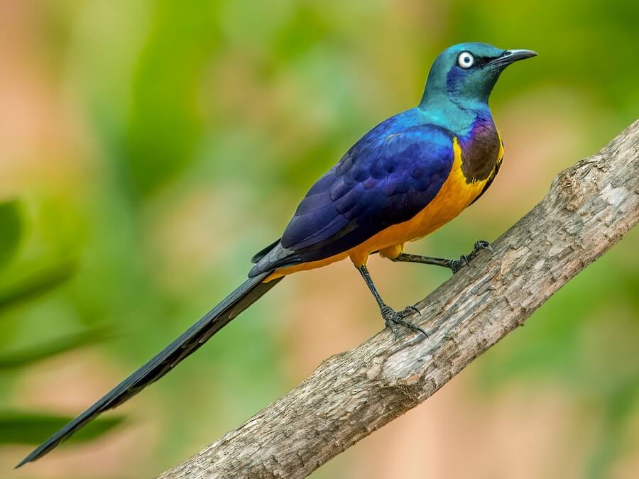 Golden-breasted Starling
