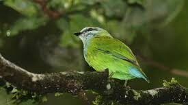 Grauer’s Broadbill