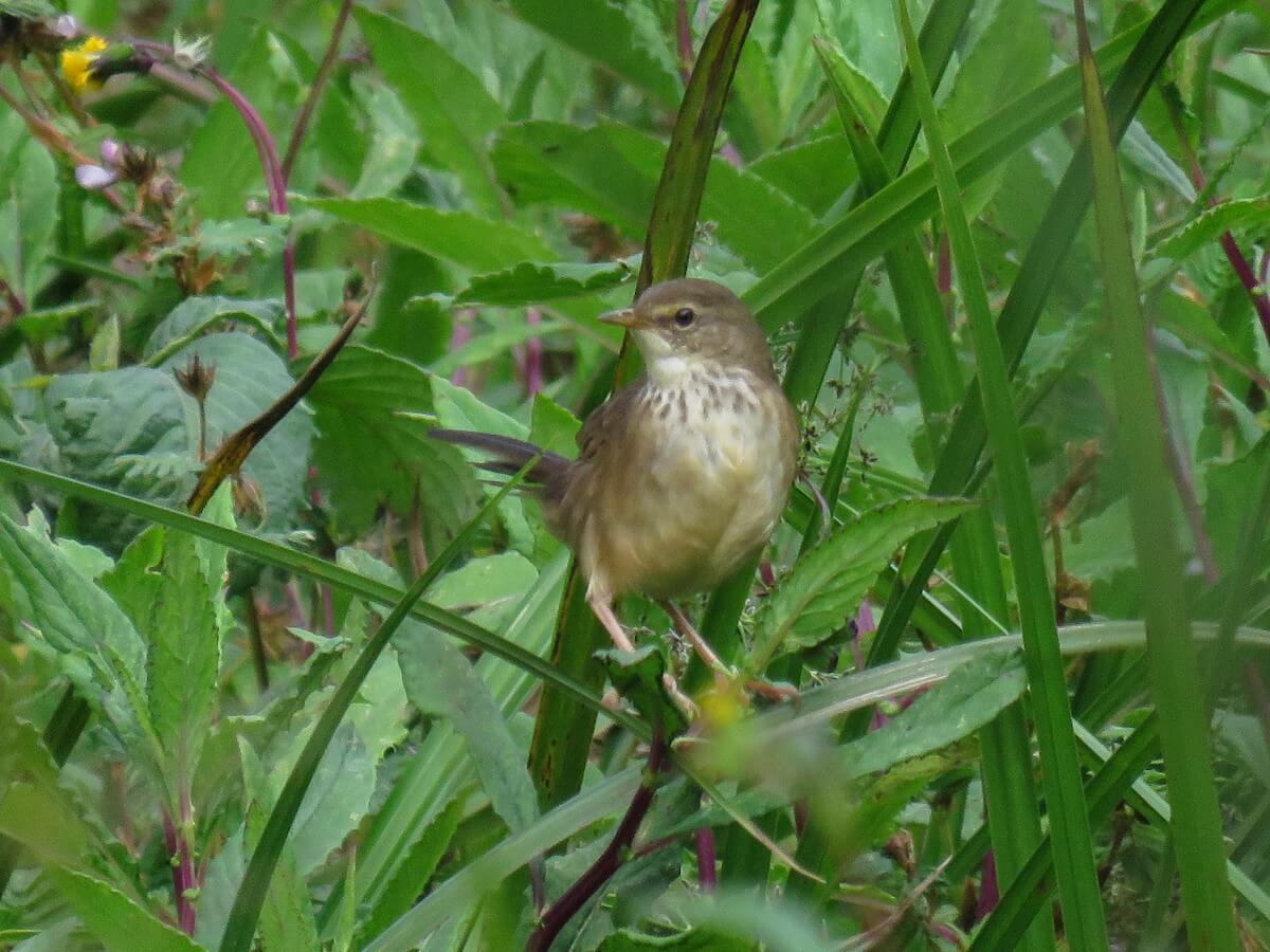 Grauer’s Rush Warbler