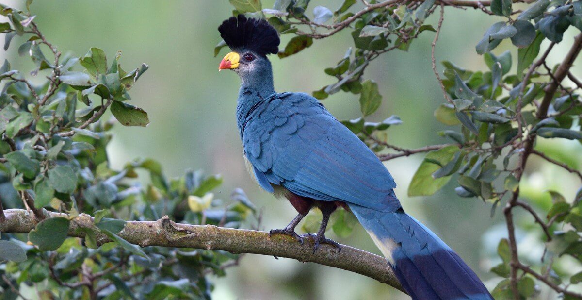 Great Blue Turaco, Uganda