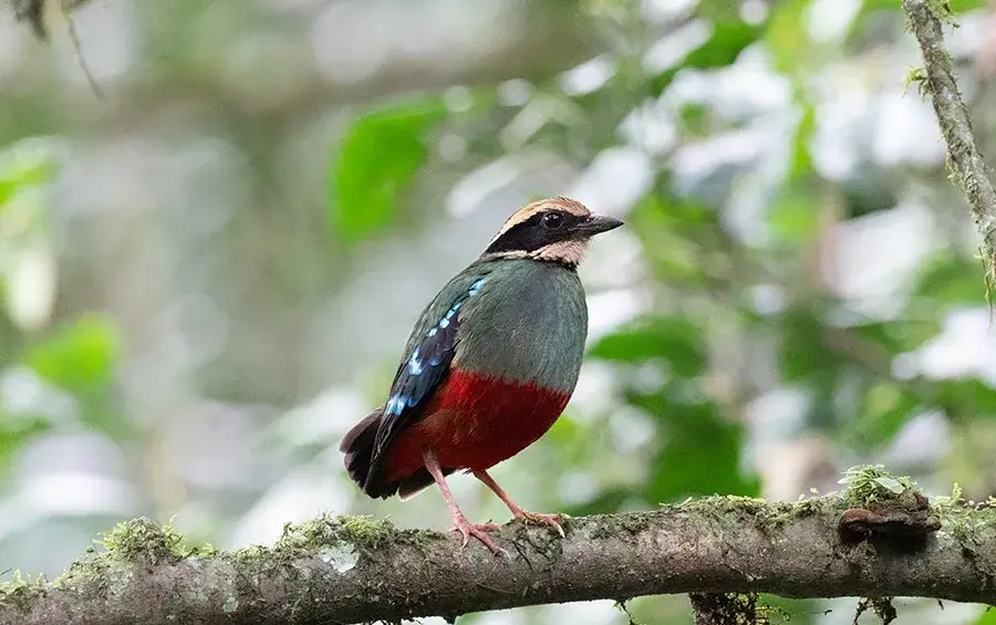 Green-breasted Pitta, Uganda