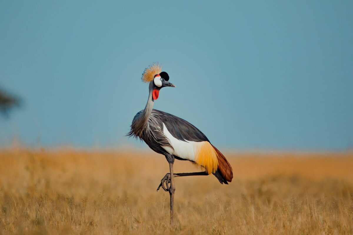 Grey Crowned Crane