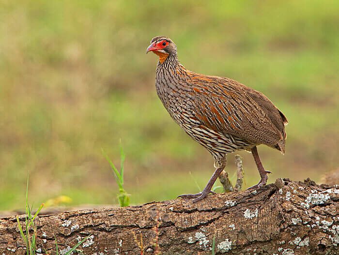 Grey-breasted Spurfowl