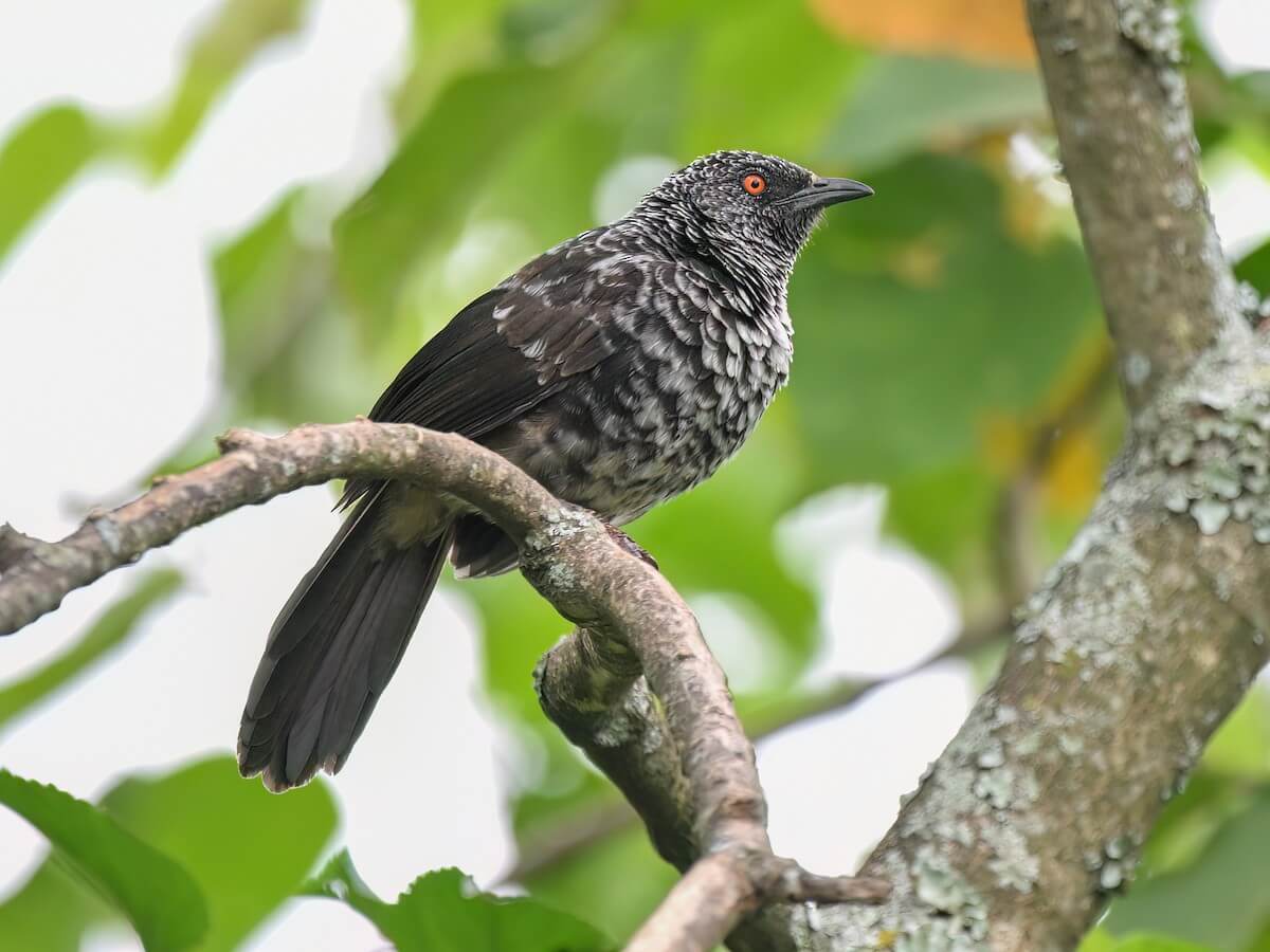 Hinde's Babbler, Kenya