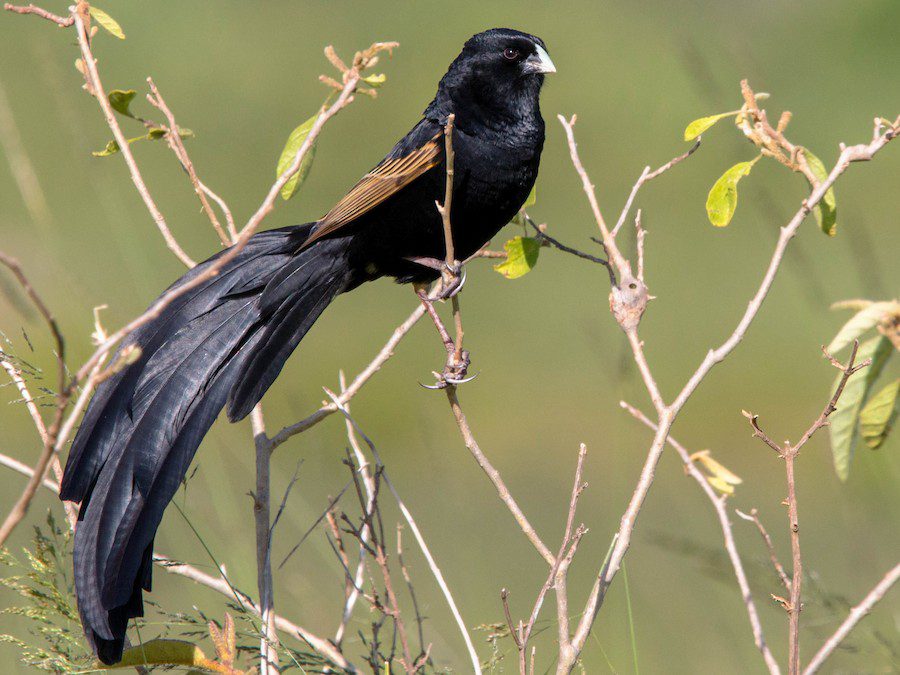 Jackson’s Widowbird Tanzania