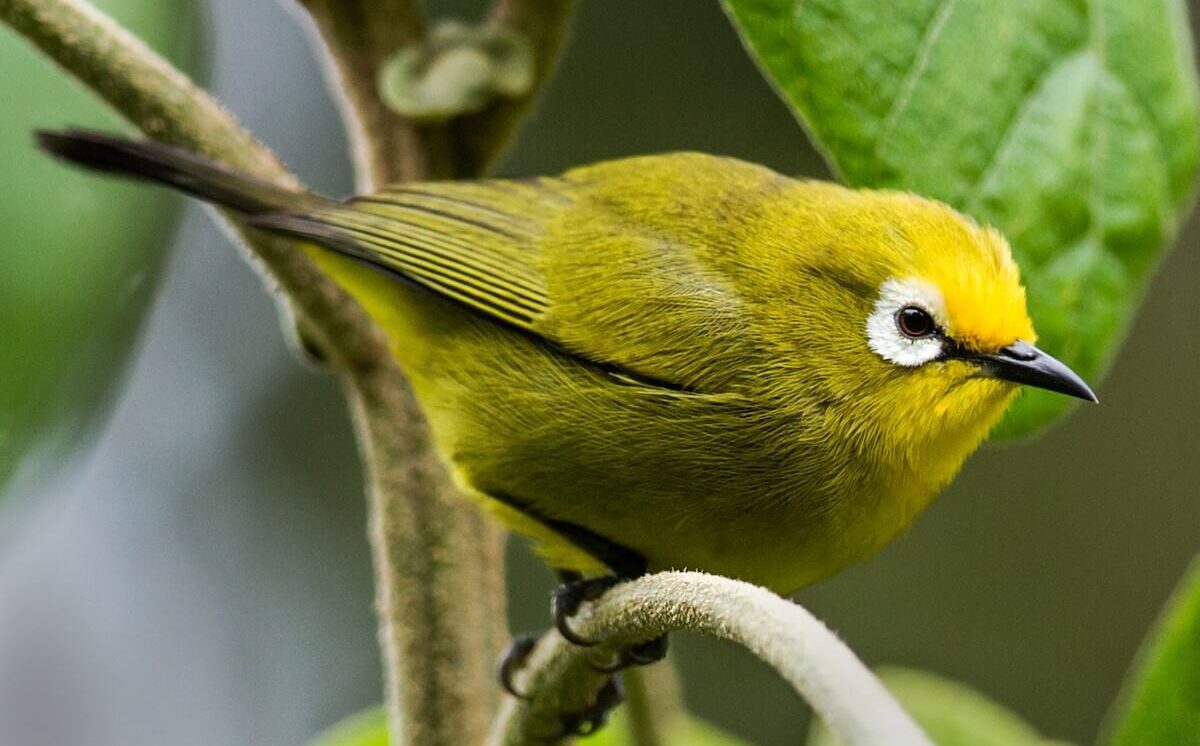 Kikuyu White-eye