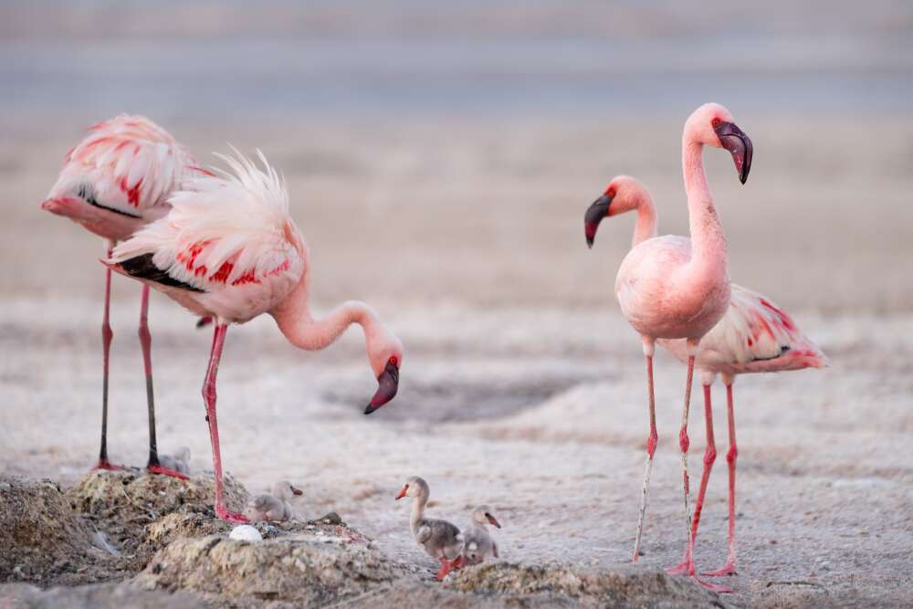 Flamingoes at Lake Natron