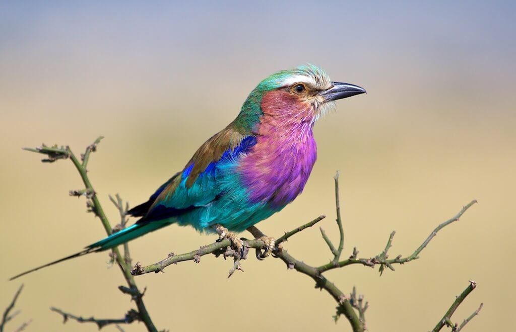 Lilac Breasted Roller