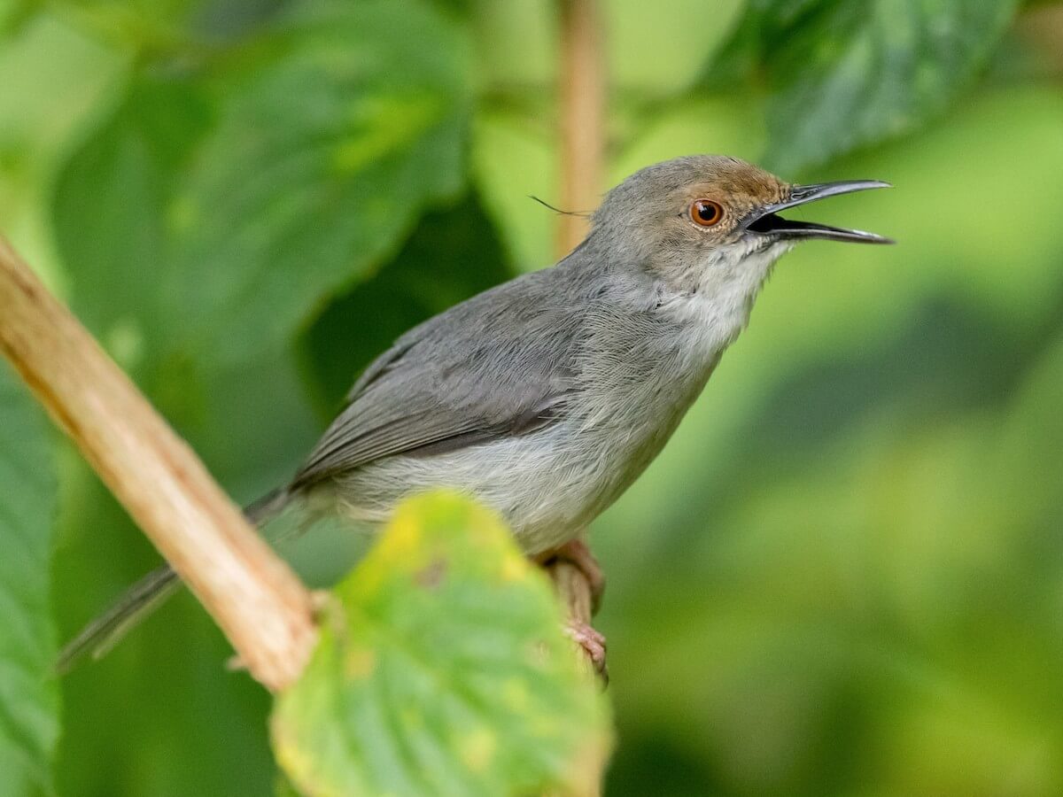 Long-billed Tailorbird Tanzania