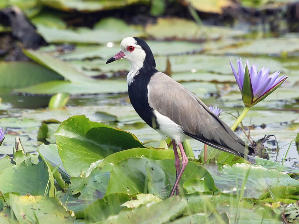 Long-toed Lapwing