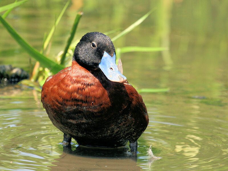 Maccoa Ducks, Tanzania