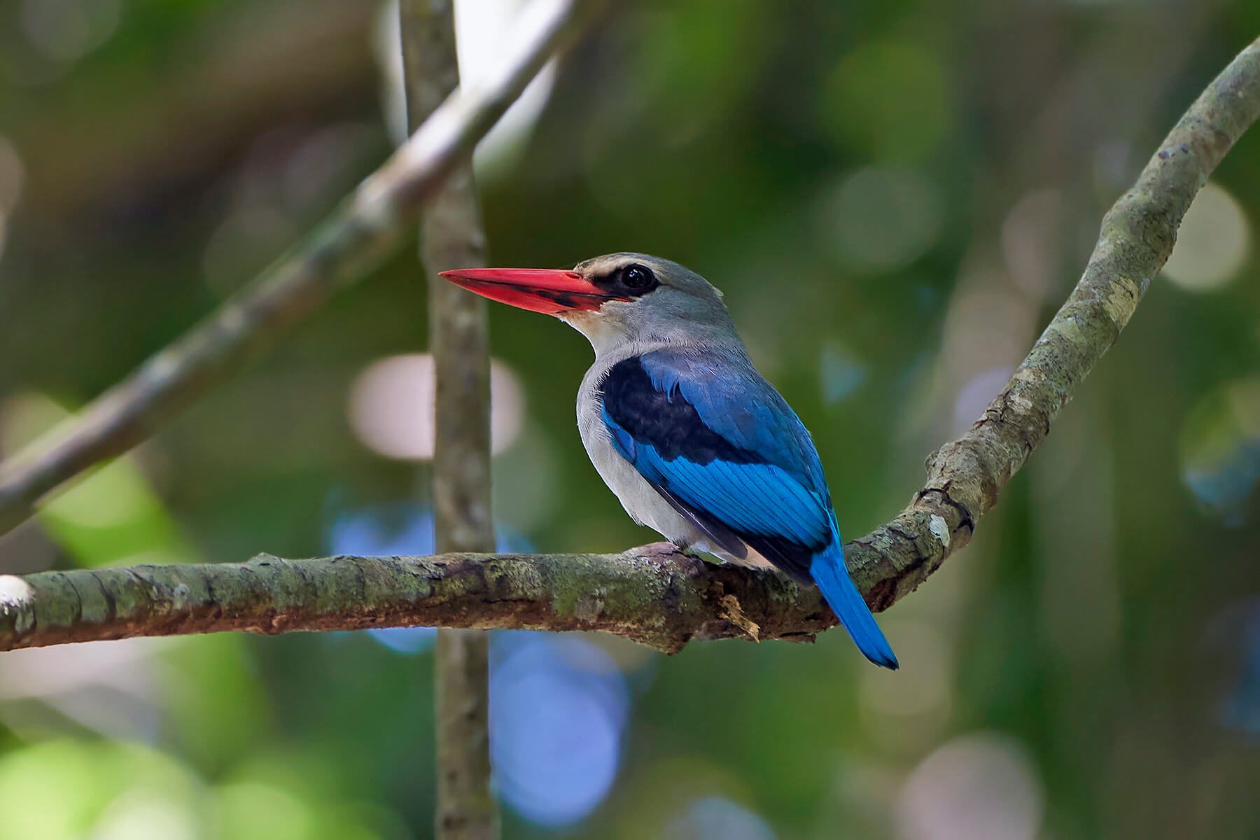 Mangrove Kingfisher