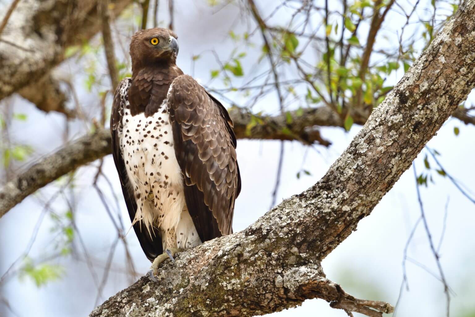 Martial Eagle, Tanzania