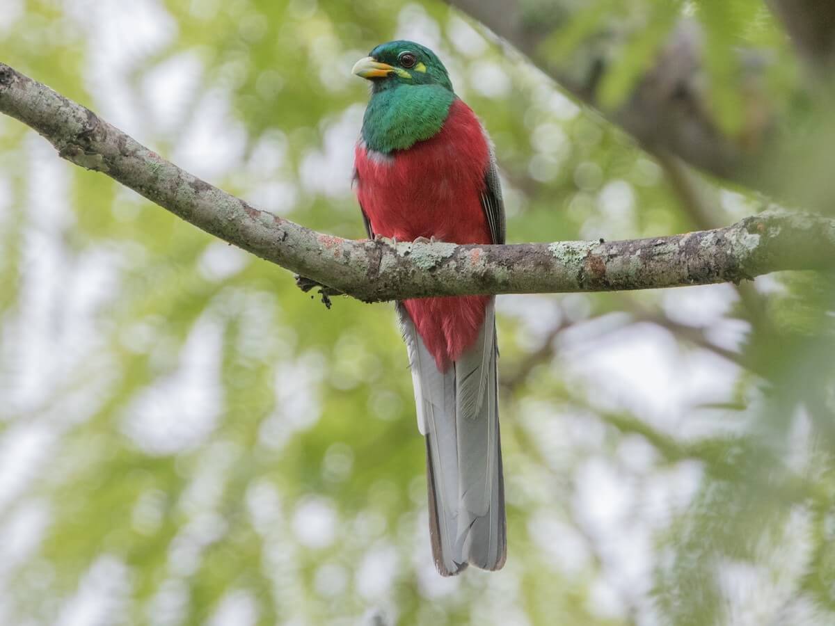 Narina Trogon, Tanzania