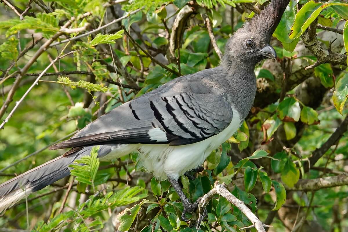 Northern White-bellied Go-away-bird