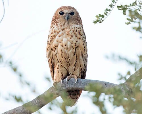 Pel’s Fishing Owl