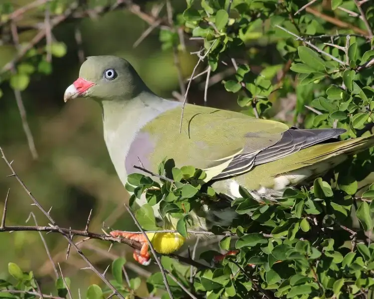 Pemba Green Pigeon Tanzania Endemic bird