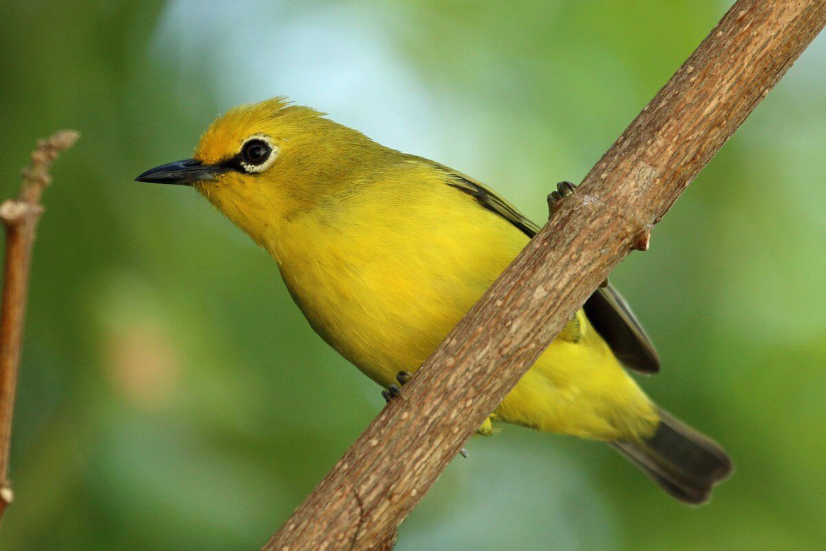 Pemba White-eye