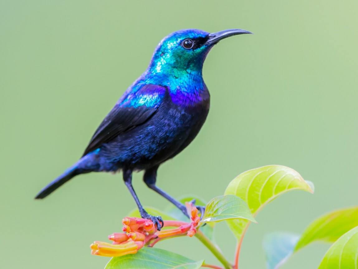Purple Sunbird Pemba Tanzania