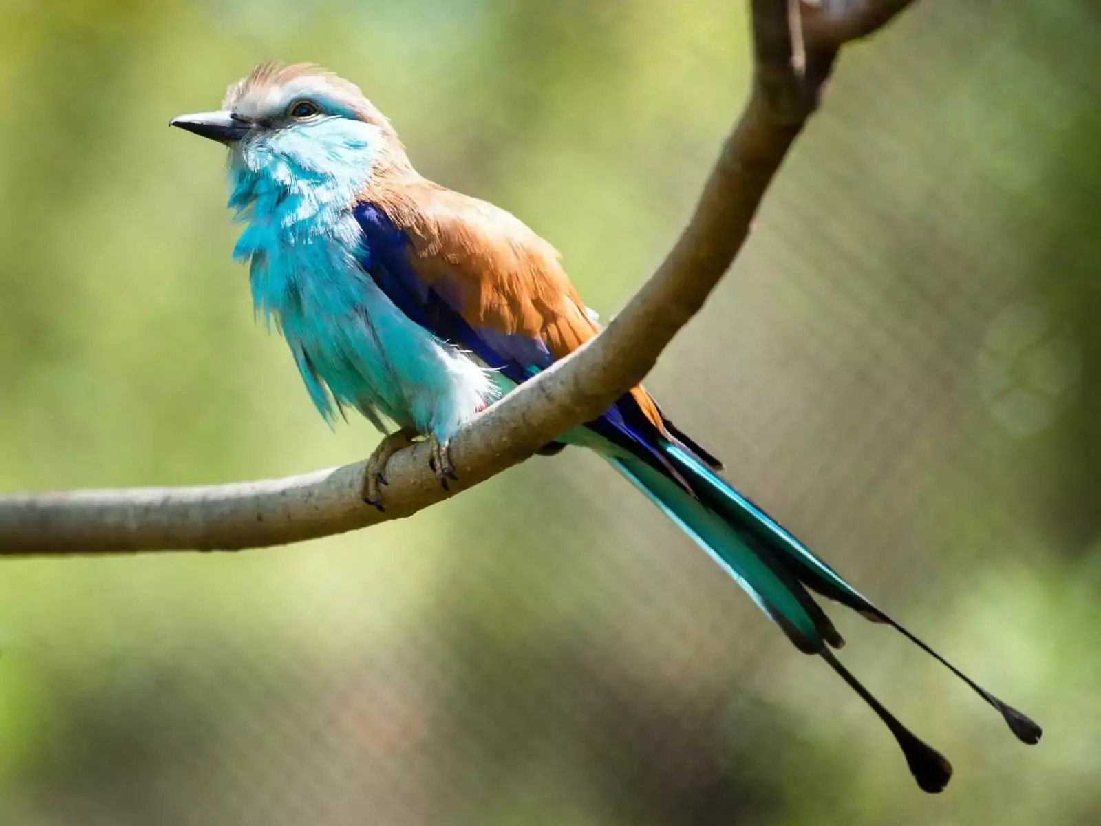 Racket-tailed Roller, Tanzania