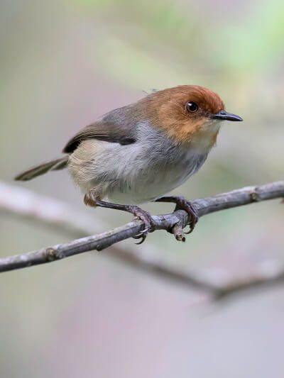 Red-capped Forest Warbler