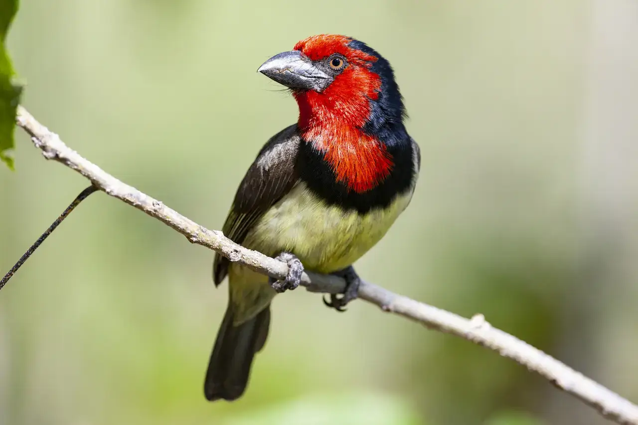 Red-faced Barbet Uganda